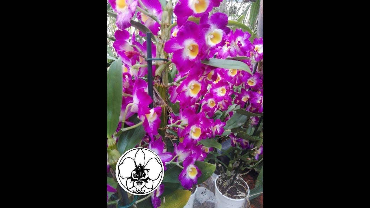 Dendrobium Nobile l'Orchidea Bambù