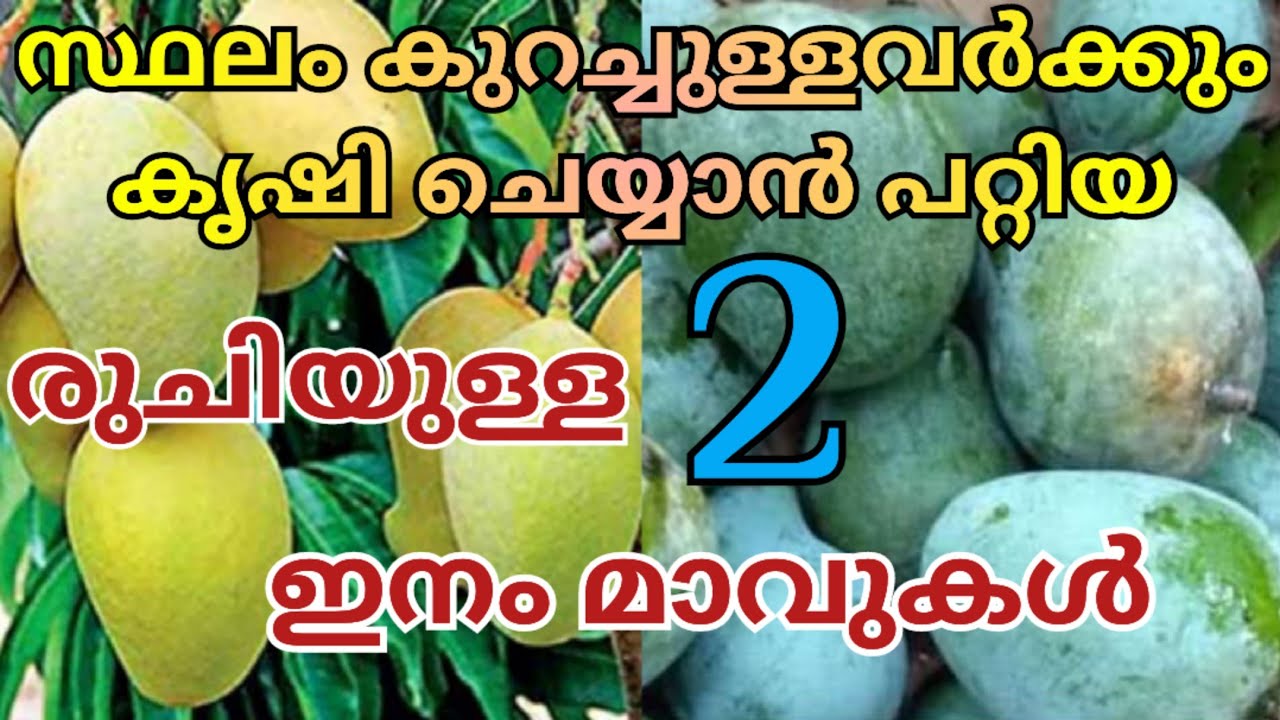 സ്ഥലം കുറച്ചുള്ളവർക്കും കൃഷി ചെയ്യാൻ പറ്റിയ രുചിയുള്ള 2 ഇനം മാവുകൾ | Mango krishi malayalam
