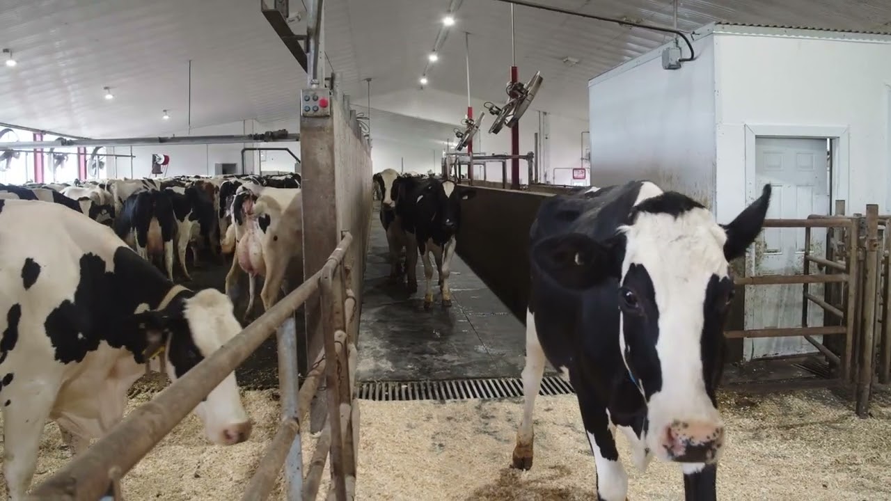 Flooring for Dairy Cattle