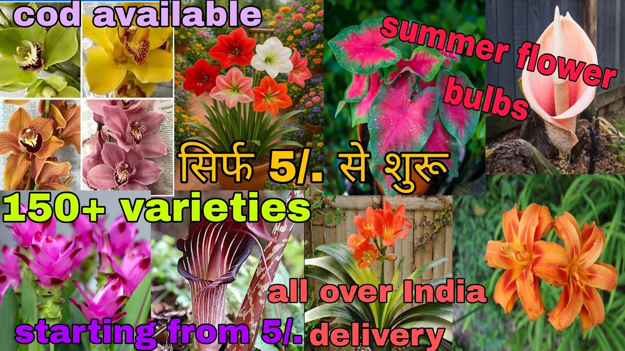 Summer flower bulbs गर्मियों के बल्ब्स कंद,plants seeds  whatsapp 8273837165