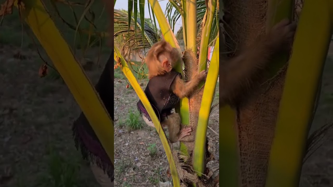 Cute Baby Monkey #1