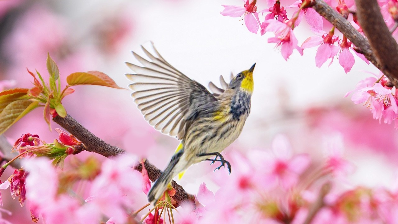 Birds & Squirrels in Spring Bloom 🐦🌸4K  Relaxing Forest Nature Sounds (3 Hours)