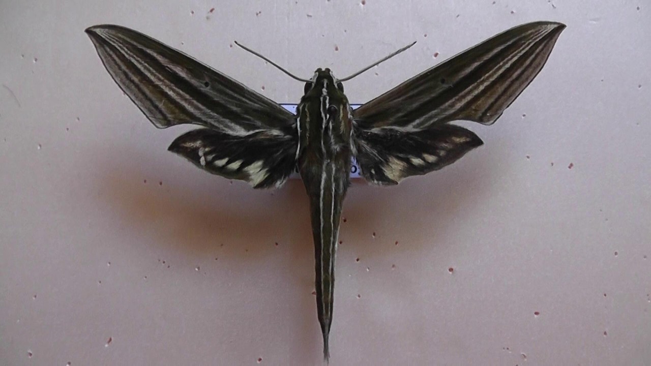 БРАЖНИКИ: 717. Xylophanes indistincta