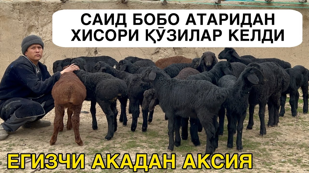 ҚӮЗИЛАР ХАЙИТГА АКСИЯ. ☎️+998992728213 ☎️+998912228213
