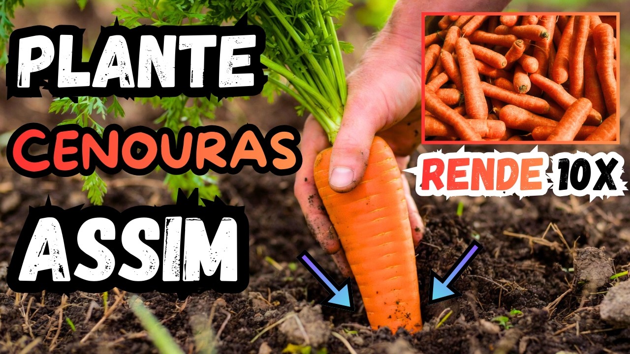 Plantei Cenoura Com Esse Truque e Agora Colho o Ano Todo