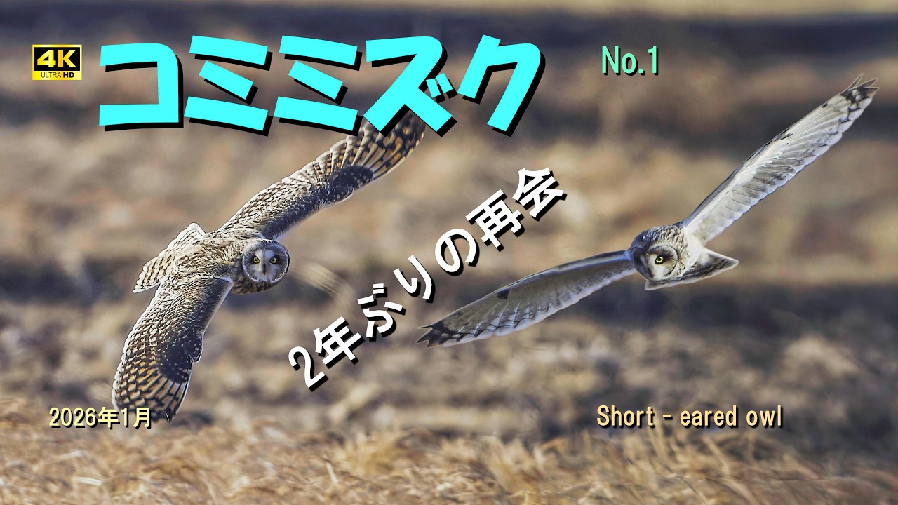 コミミズク（2年ぶりの再会 -No 1）2026年1月