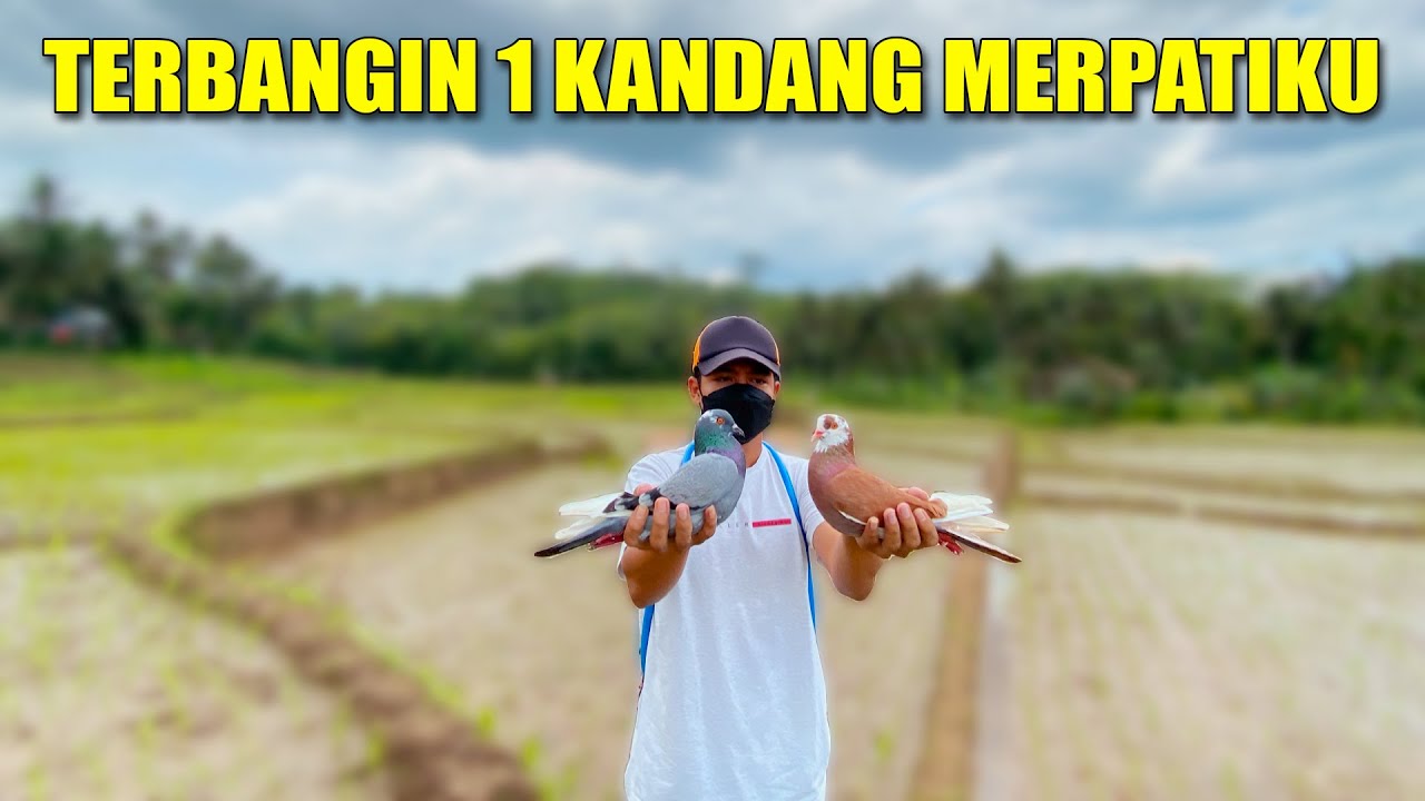 TERBANGIN SEMUA MERPATI RUMAHAN DIKANDANG