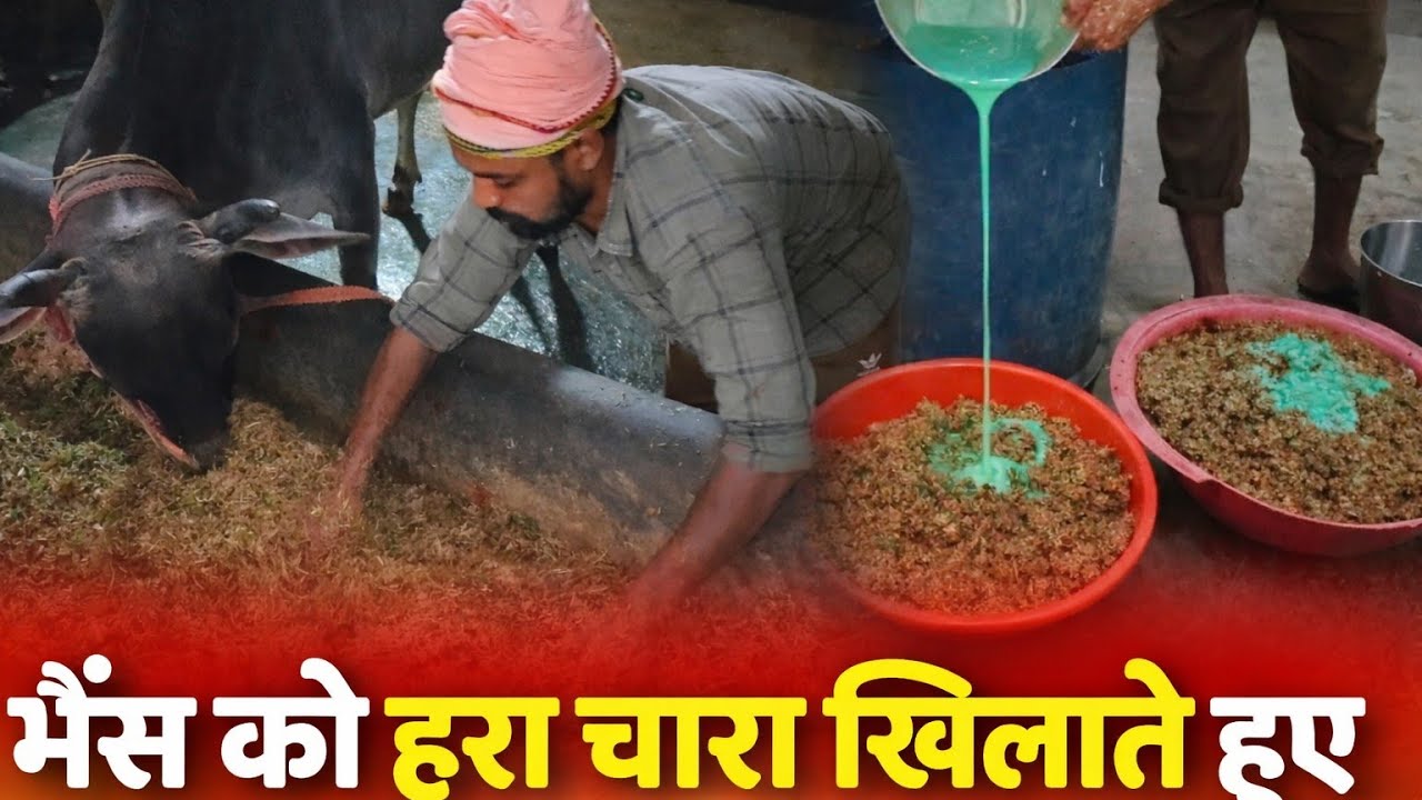 खाल + कैल्शियम + चना छिलका घास में मिक्स | दूध बढ़ाने का देसी तरीका 🐃🥛