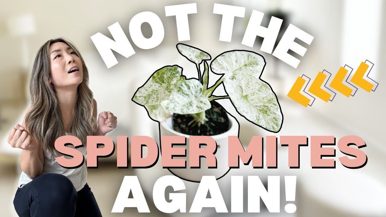 Spider Mites ATTACKED my Houseplants | Plant Chores | Houseplant Care Routine + Tips