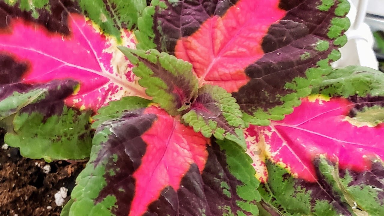 Coleus- Continued Watering and Caring Tips for 500 Coleus.... Yours and Mine!!