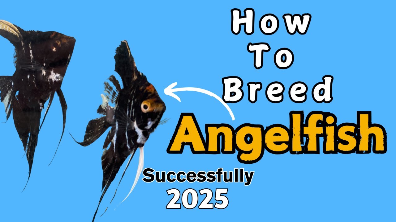 How to Successfully Breed ANGELFISH in 2025