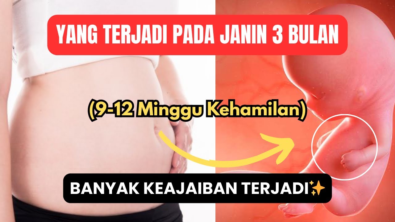 Perkembangan Janin 3 Bulan Lengkap‼️ Usia 9-12 Minggu