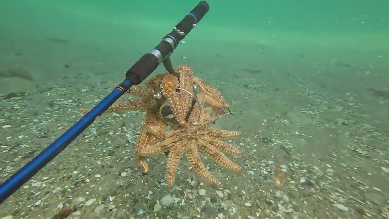 Diving Mordialloc Pier - so you won't have to!