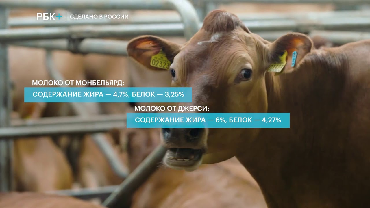 Как выращивают породистых телят.  Селекция и генетика в животноводстве, 