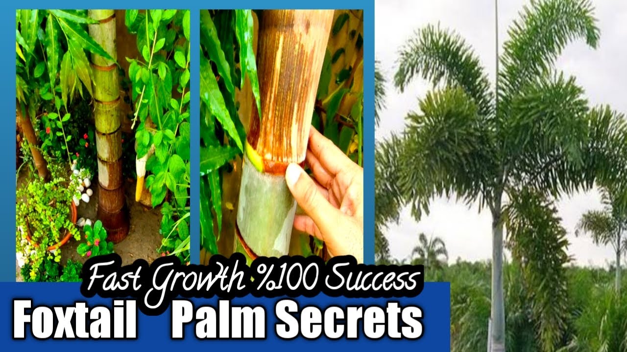 How to grow Foxtail Palm fastly | Foxtail Palm growing secrets 100 % Success |Foxtail Palm