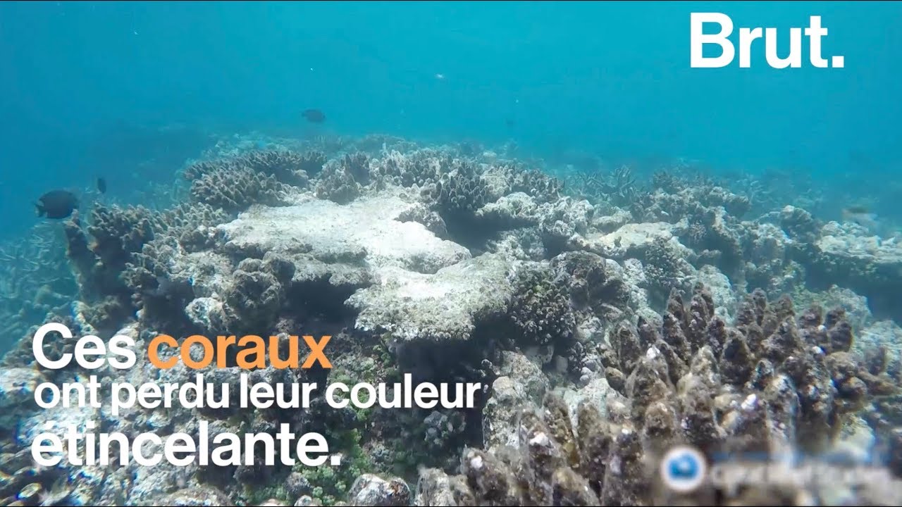 Le blanchissement des coraux s'accélère