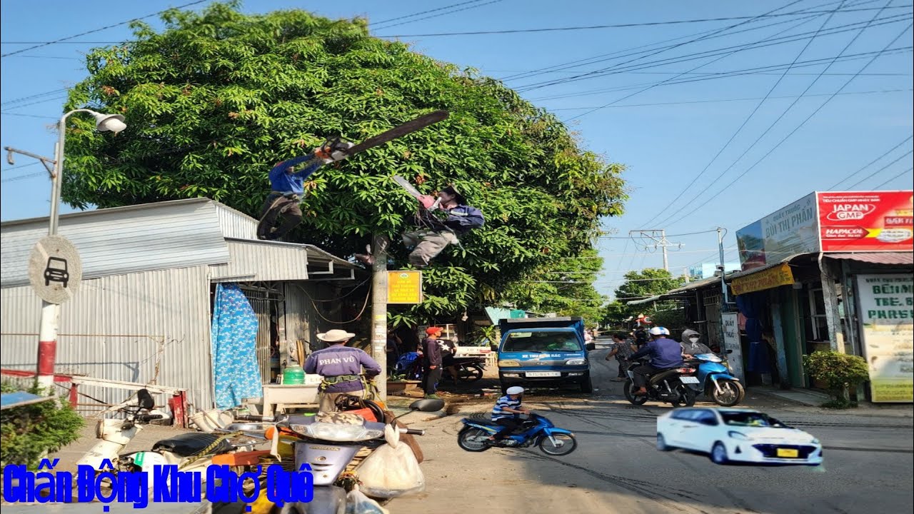 Cưa cây Xoài um tùm dây điện / Cutting down a mango tree with tangled electrical wires. | P201