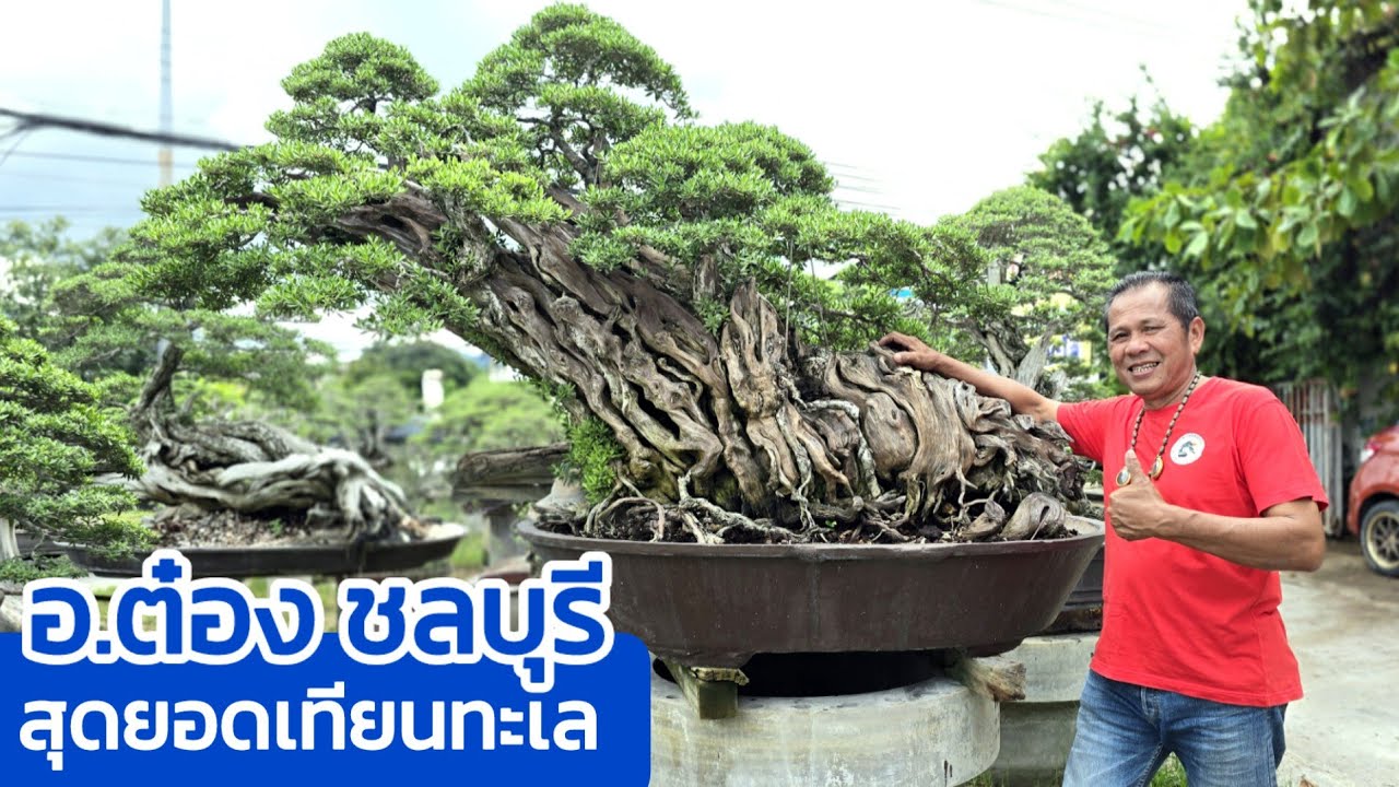 บอนไซเทียนทะเล ทำทานุกิไว้เป็นร้อยต้น สวนป๋าต๋อง ชลบุรี