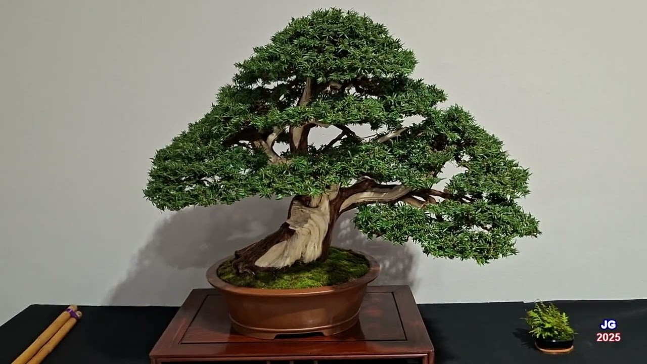 XX MOSTRA DE BONSAI de la Comunidad Valenciana  GANDÍA 2025