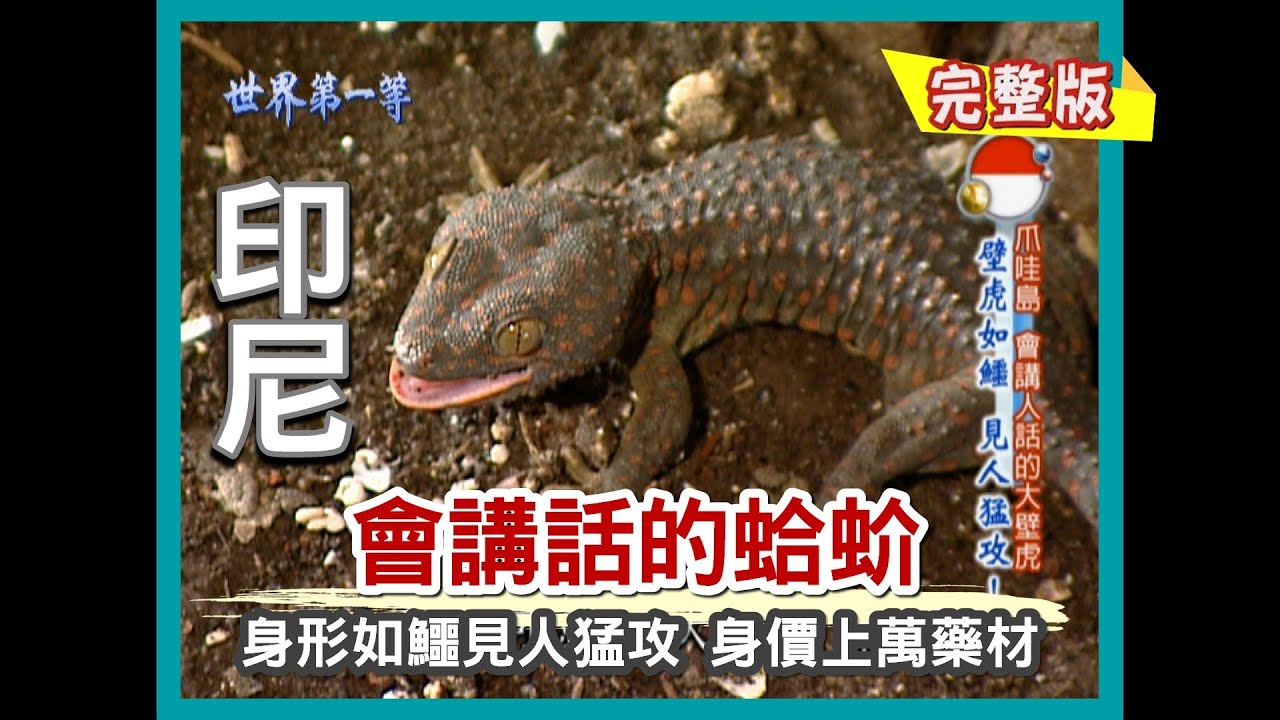 【印尼】身價非凡 會講人話的大壁虎（油炸青蛙皮野味／形同當兵的印傭訓練學校／蛤蚧原音獻聲）｜《世界第一等》313集小馬完整版