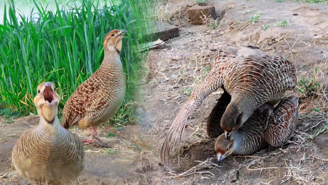 Teetar breeding season | teetar ki awaaz | teetar awaz | teetar eggs time start
