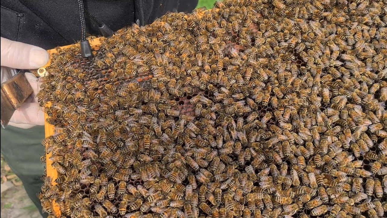 22.09.2021 Ścieśniam gniazda po wrzosie, początek karmienia.