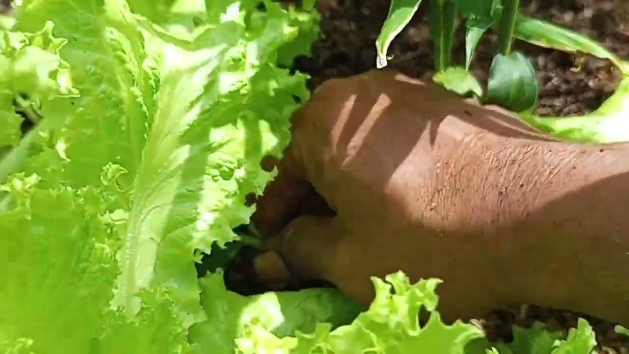 REMOVE WEEDS