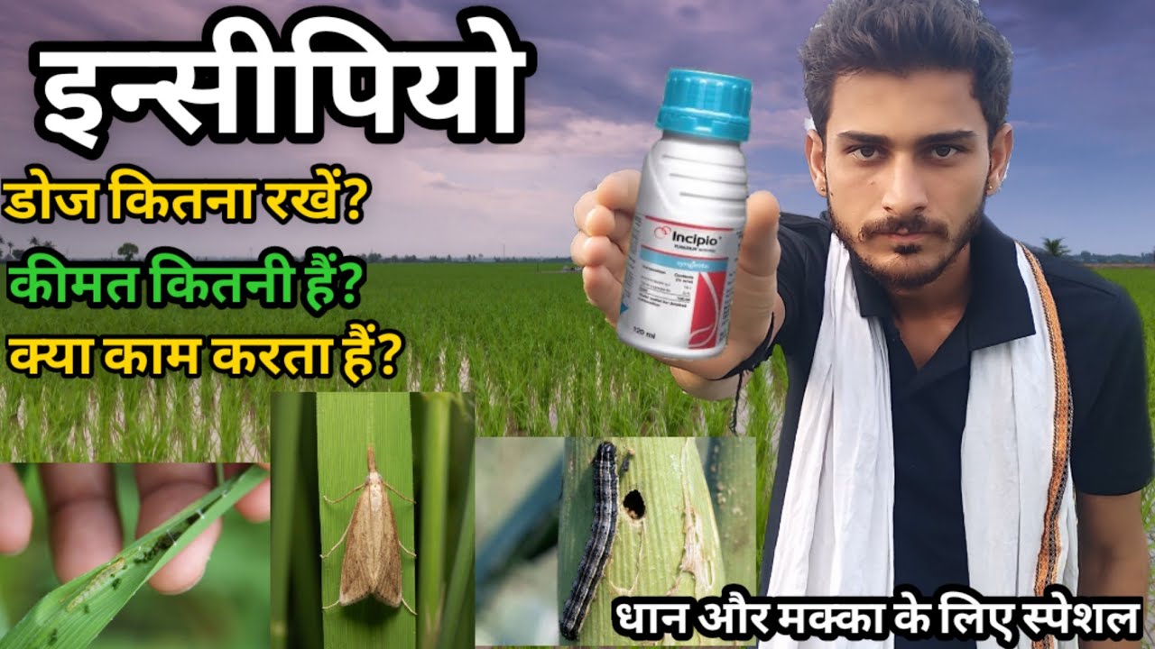 Incipio। इंसीपियो। लट,सुंडी,स्टेम बॉरेर, तनाछेदक के लिए जबदस्त।😚 Sourabh kisaan