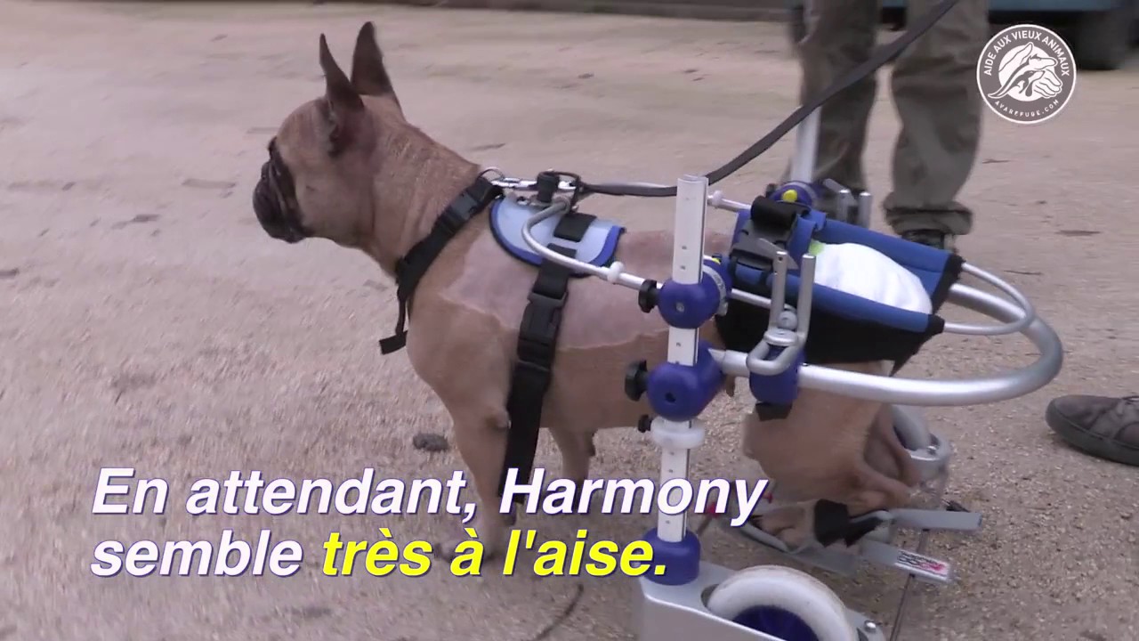 Alforme - Harmony, adorable bouledogue français opérée d’une hernie discale