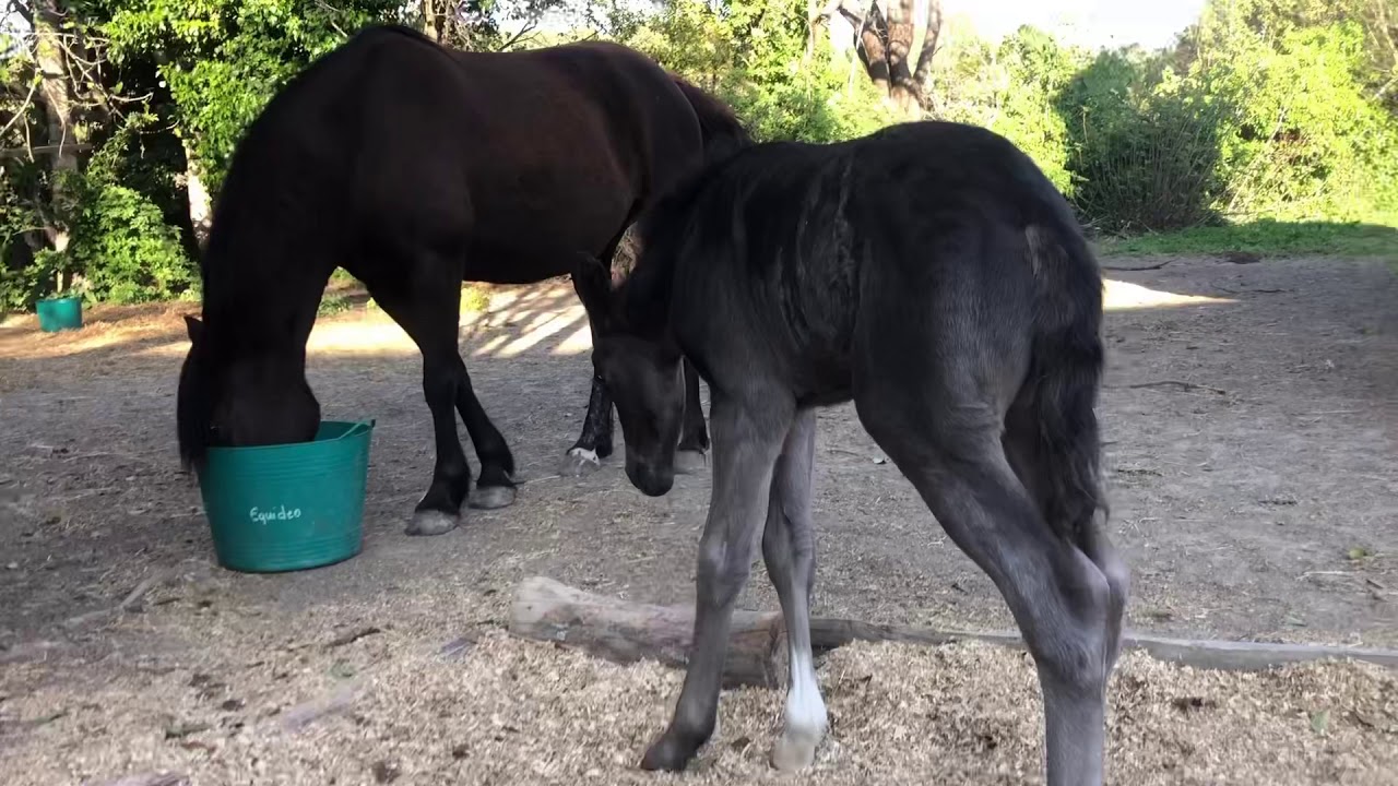 Éducation du poulain nouveau né : éveil et découvertes de la première semaine