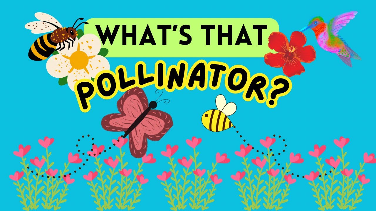 Can you name more pollinators than your teacher?!