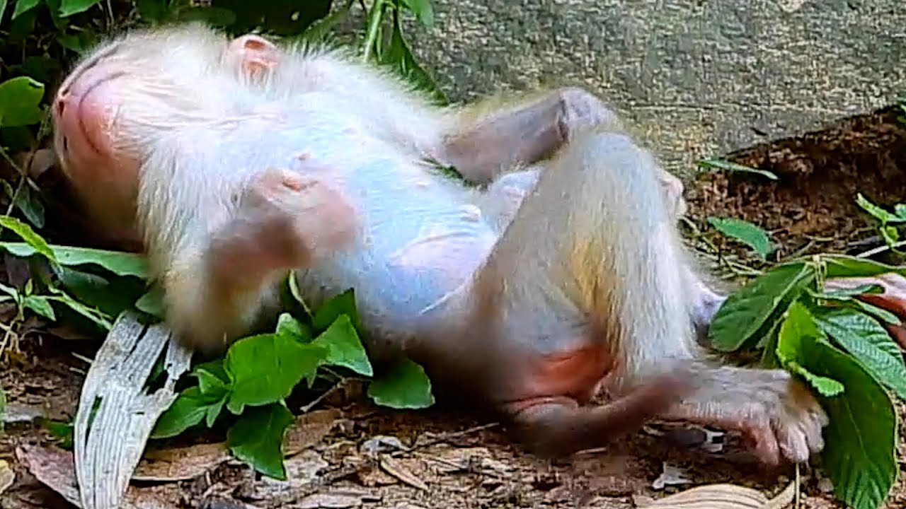 Need Mommy Help I  Funny Adorable Video Baby Monkey.