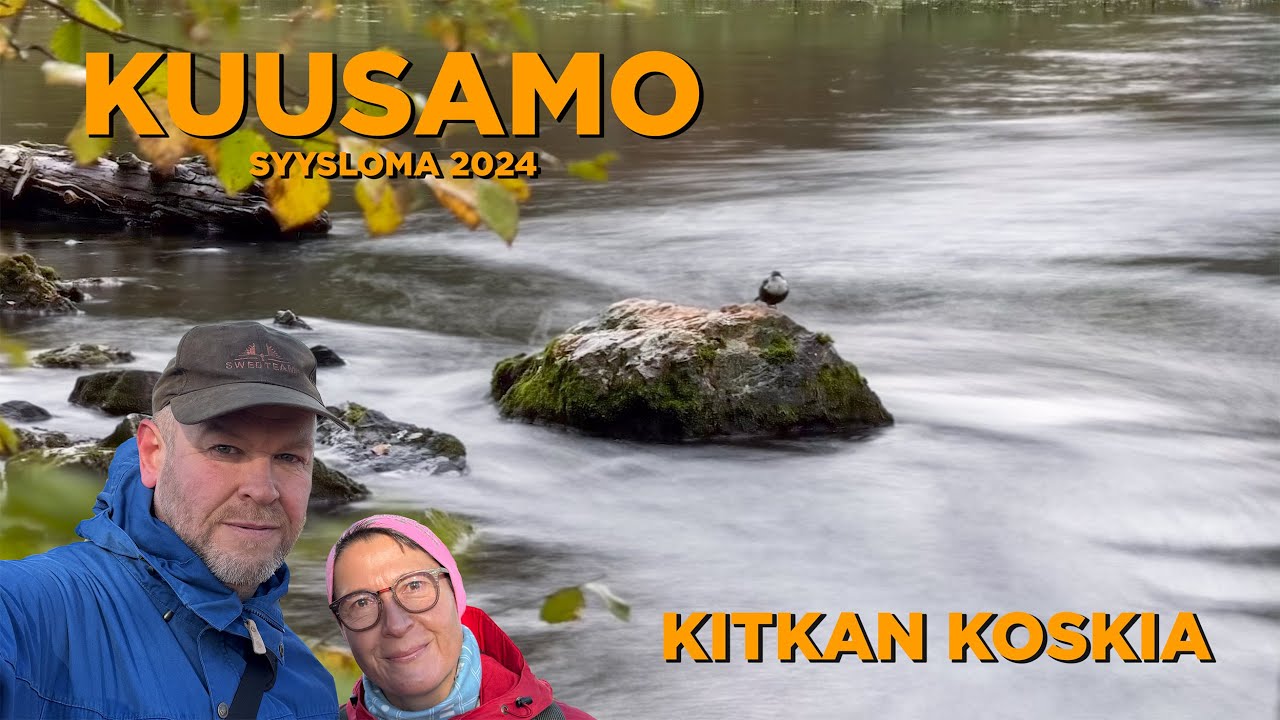 Kitkan koskia - (3/6) Syysloma Kuusamossa 2024