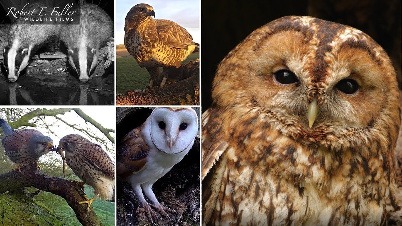 🔴 LIVE Tawny Owls, Kestrels , Buzzards, Badgers & More | From Ash Wood, Yorkshire, UK