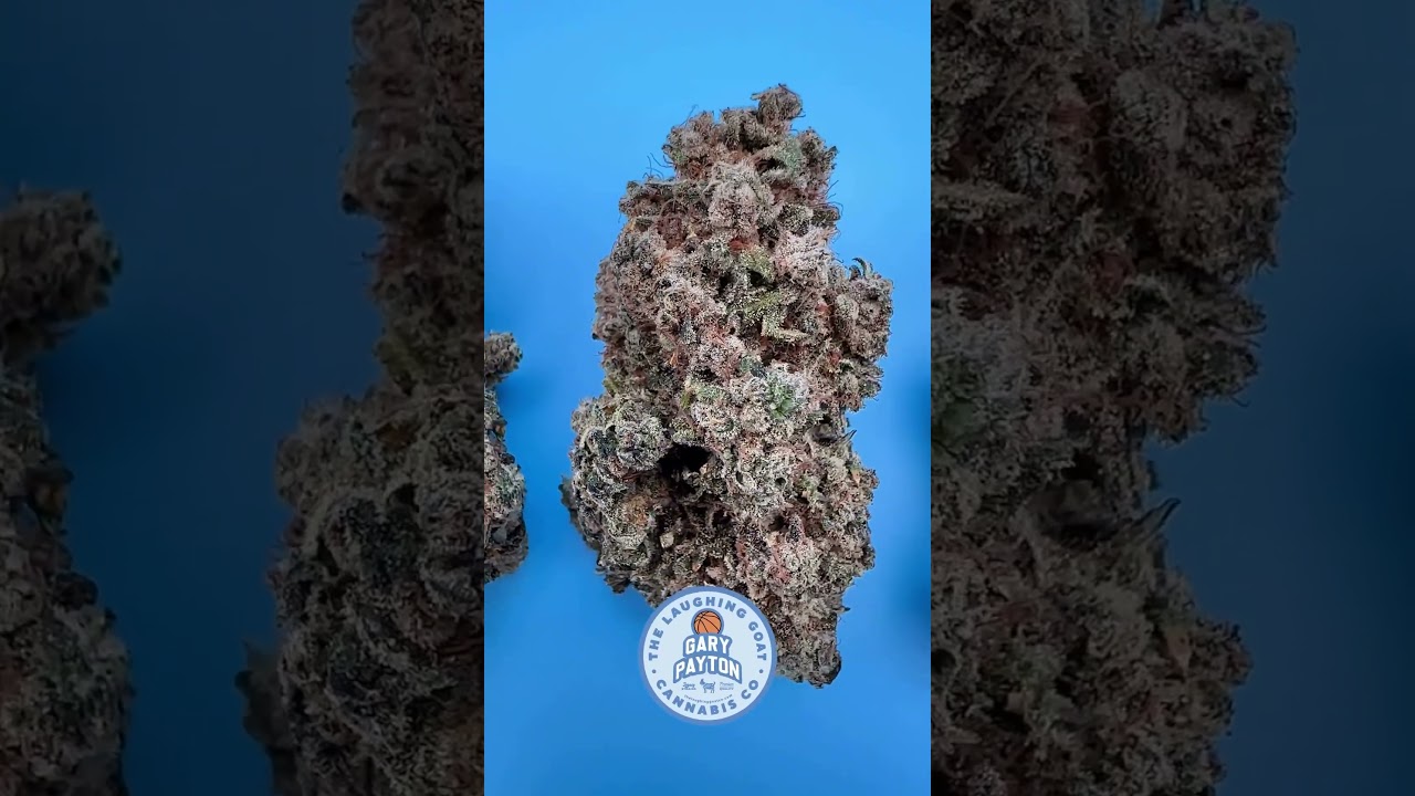 Meet Gary Payton: The Game-Changing Strain! #shorts