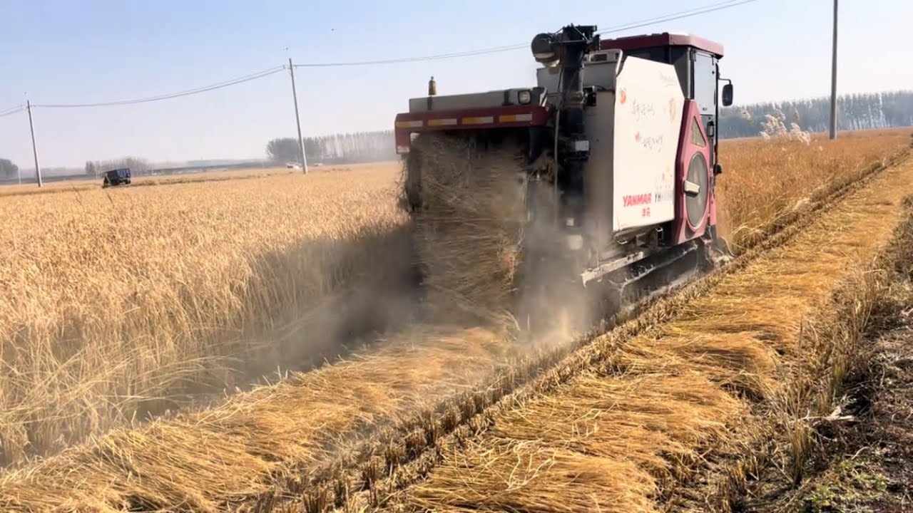 Mini combine harvester second hand I Dhan kata machine I Mini combine harvester 2025