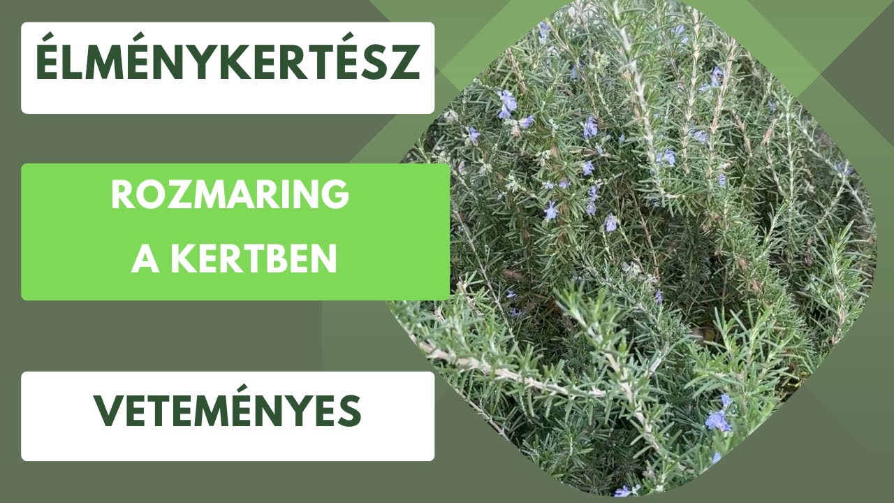Hogyan neveljünk rozmaringot a kertben?🌿