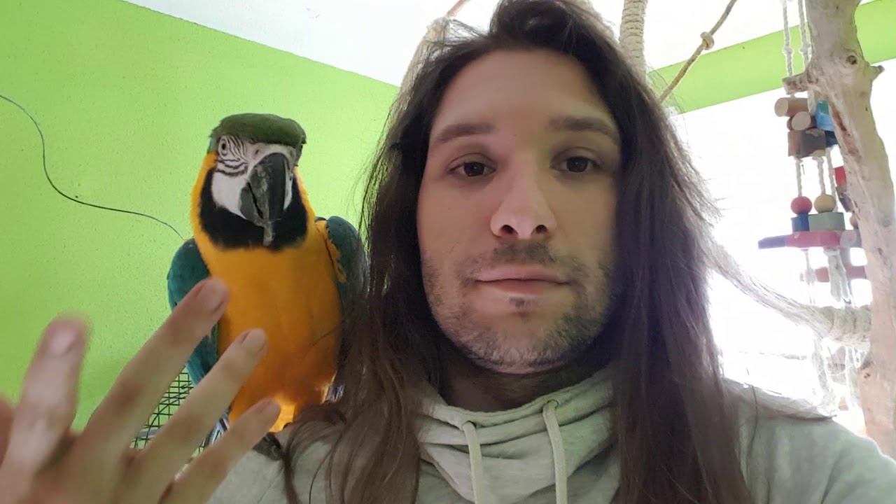 Consejos sobre tenencia de loros mascota
