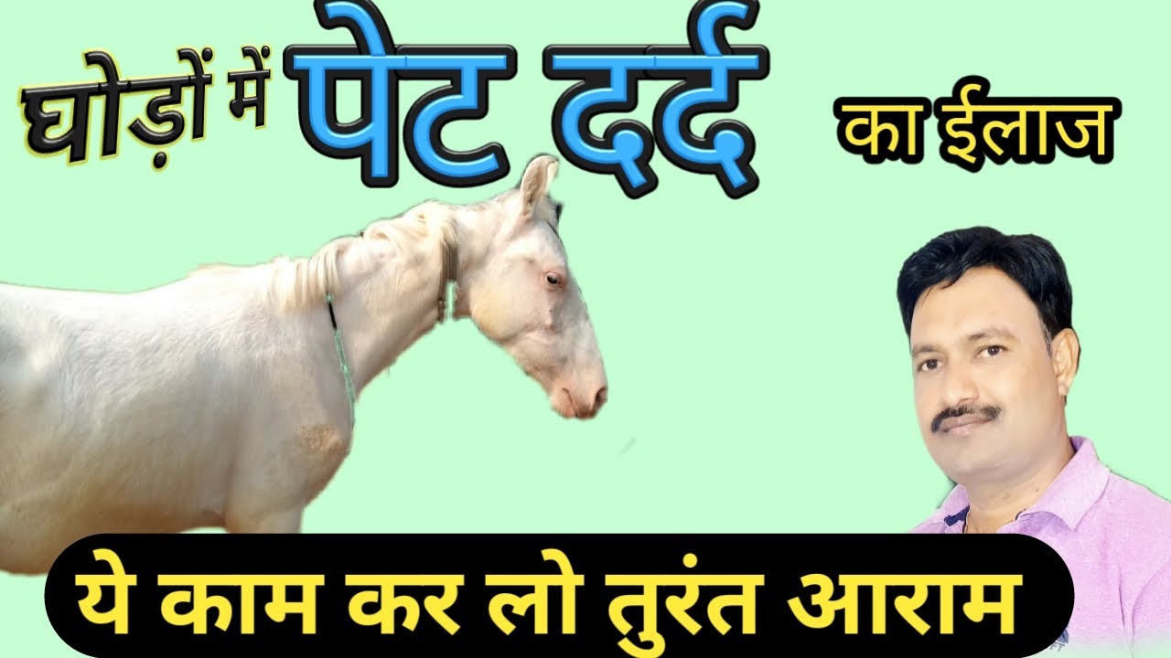घोड़े के पेट दर्द की दवा horse ke pet mein dard की रामबाण दवा और सम्पूर्ण विश्लेषण