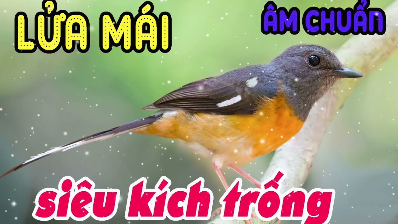 Chòe Lửa Mái Kích Trống | Tiếng Chòe Lửa Mái Hót Tạch Kích Làm Bổi Căng Lửa Nhanh.muraibatu,บินหลาดง
