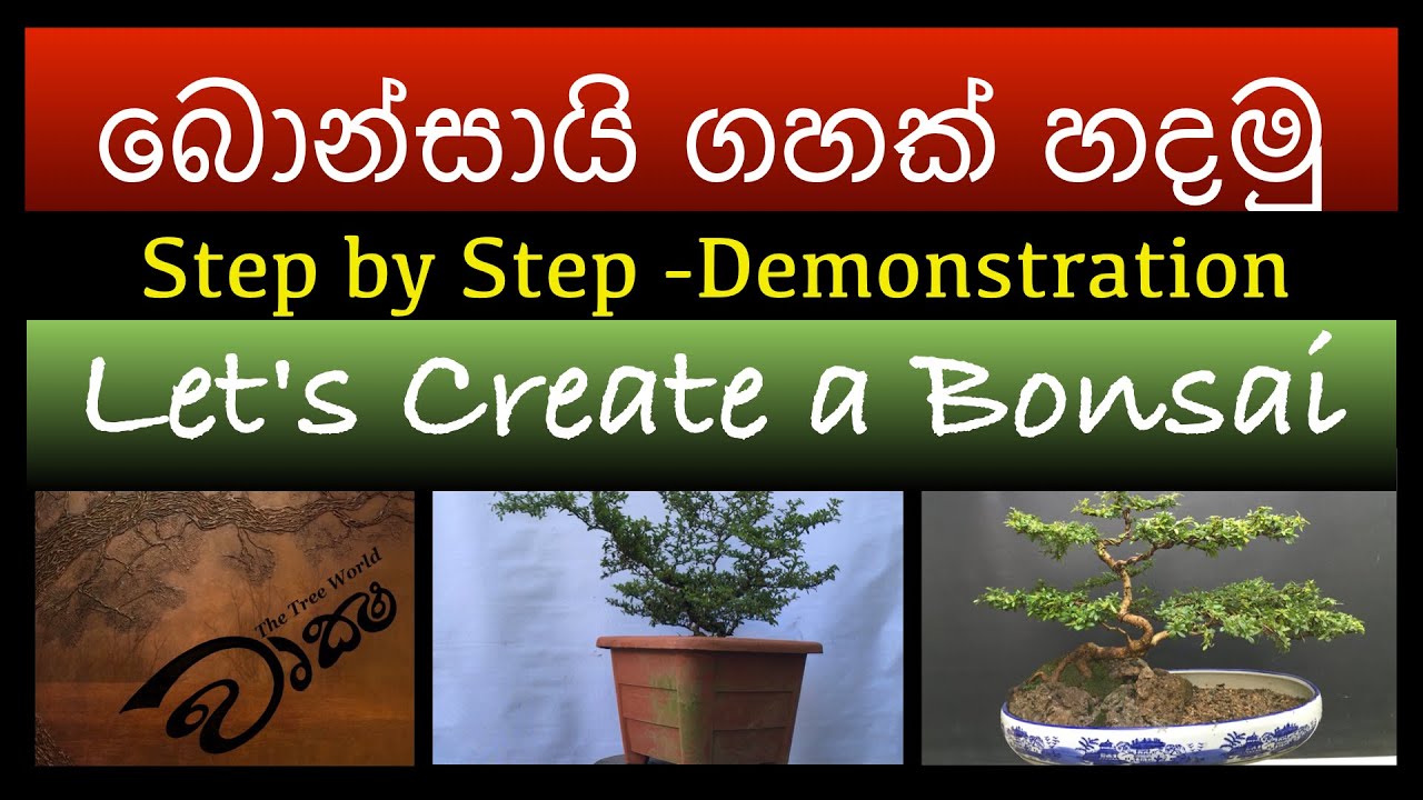 Let's Create a Bonsai; Step by Step (Demonstration): Wruksha/ වෘක්ෂ
