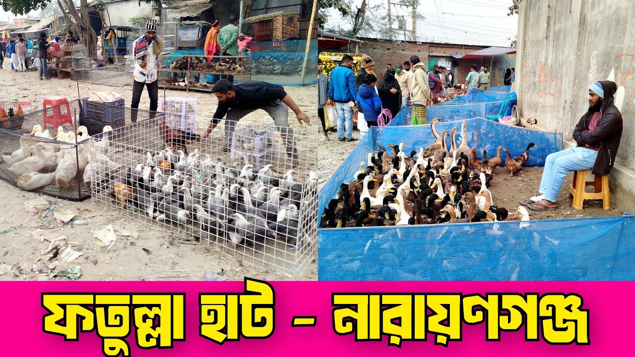 ০৬-০১-২৬. ফতুল্লা হাট। ফতুল্লা হাঁস মুরগির হাট। নারায়ণগঞ্জ হাট। দেশি হাঁস মুরগির দাম। Fotullah hat.