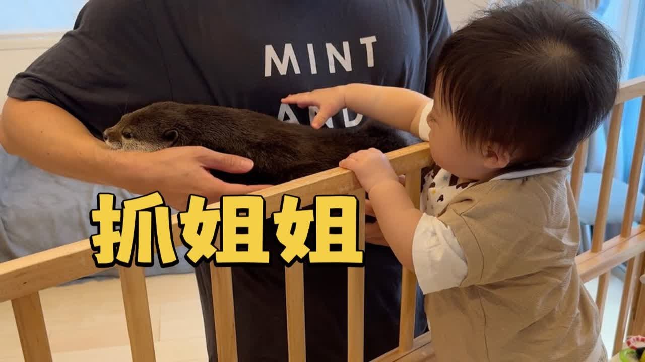 水獭和人类幼崽的有爱互动