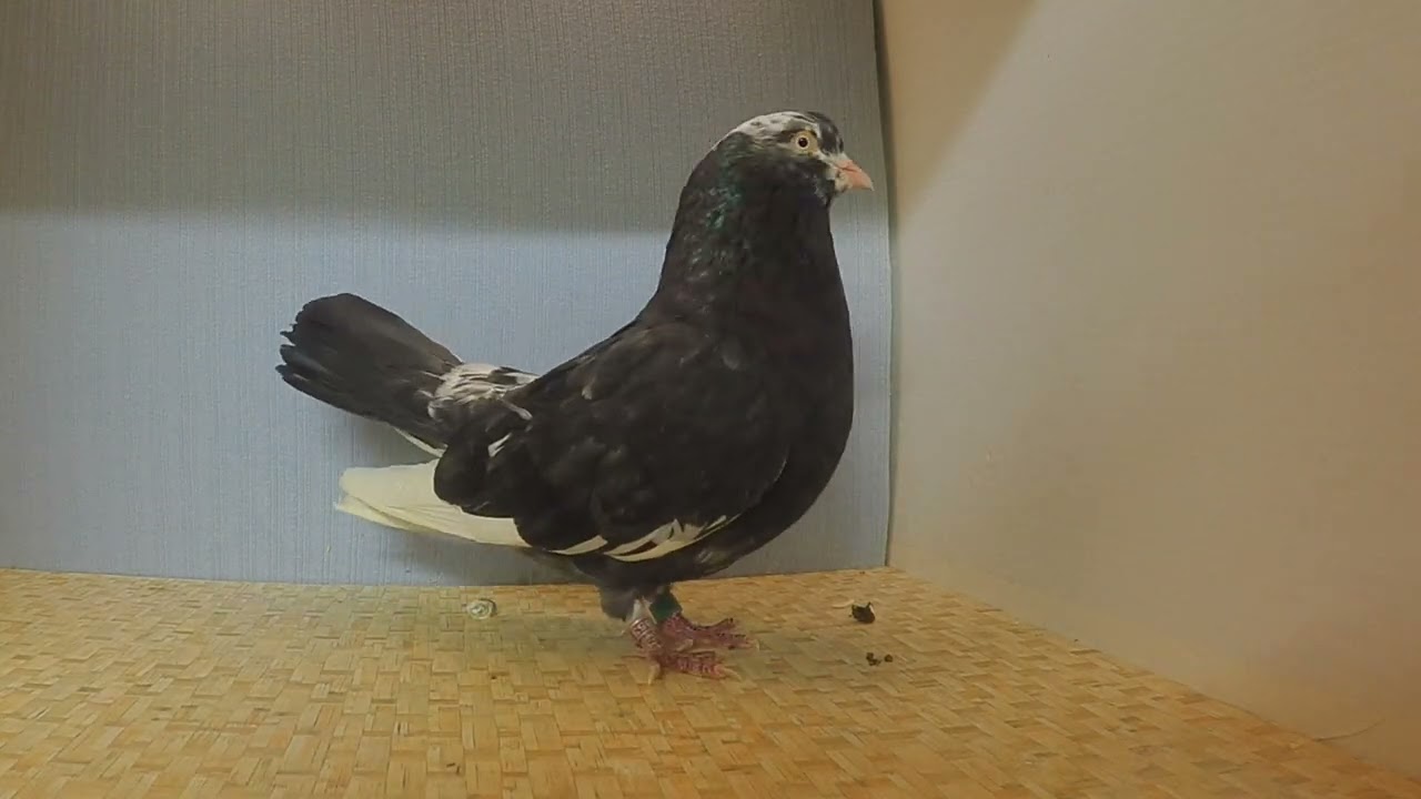 2026 Flying Oriental Roller Breeders