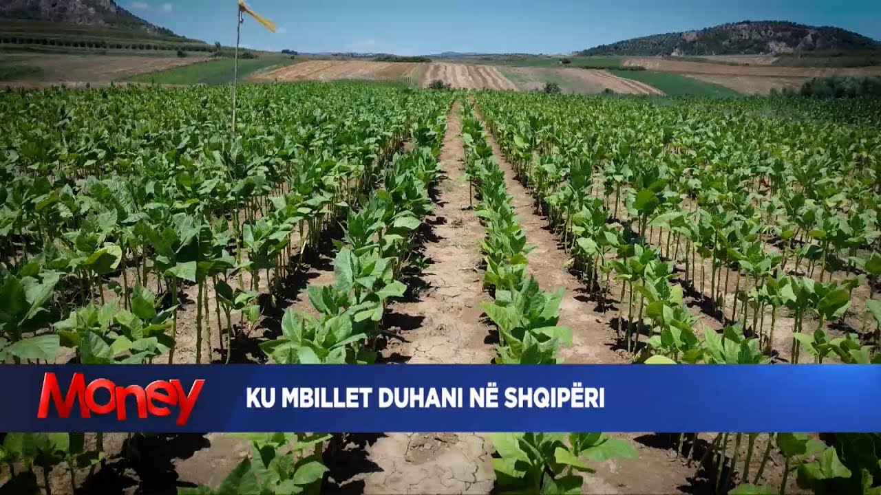 Lufta për duhanin, ku mbillet duhani në Shqipëri? | Money