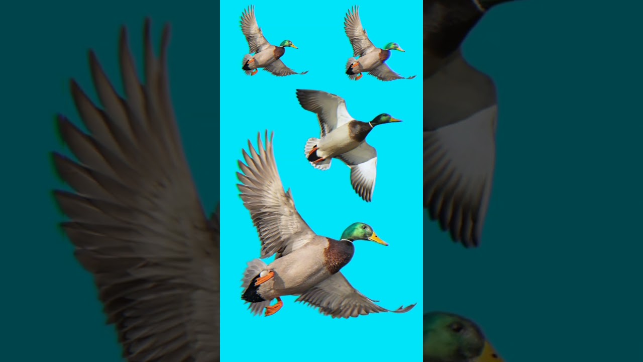 Mallard duck Sound, Duck Mallard Calling #mallard #ducksound #duckhunting