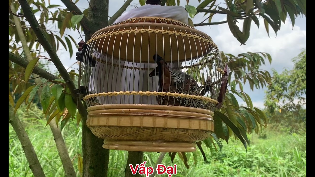 Chim đa đa gáy Vấp Ròng kèm dày (Vấp Đại 2025)