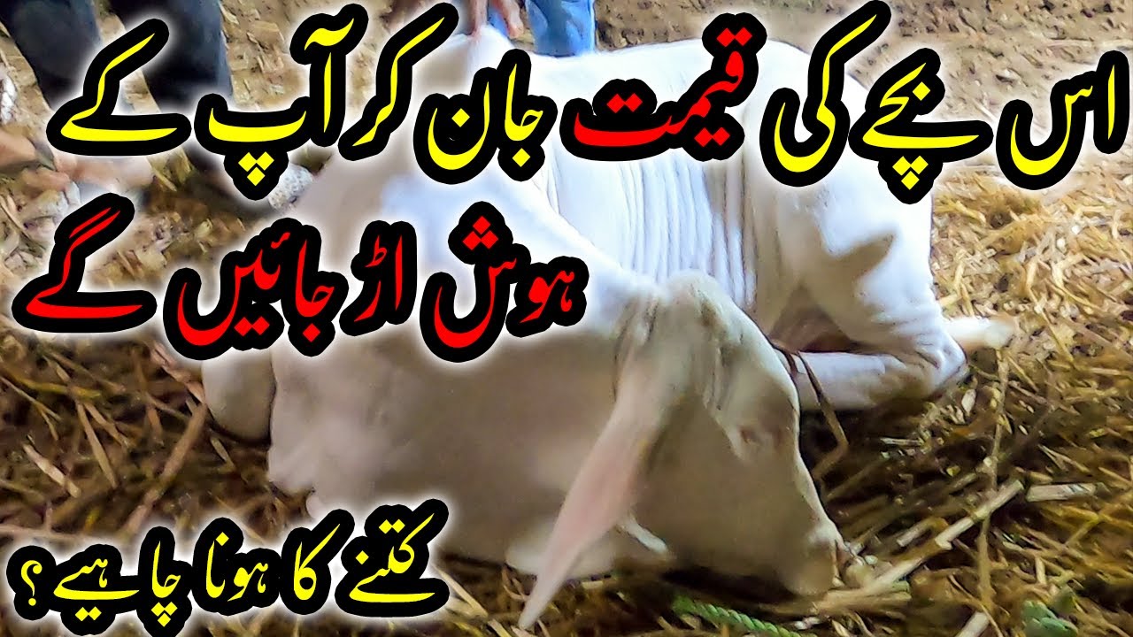 MOST EXPENSIVE KID at Sohrab Goth Cow Mandi 2022 | Cattle Market Karachi | Bakra Eid 2022 Cow Mandi