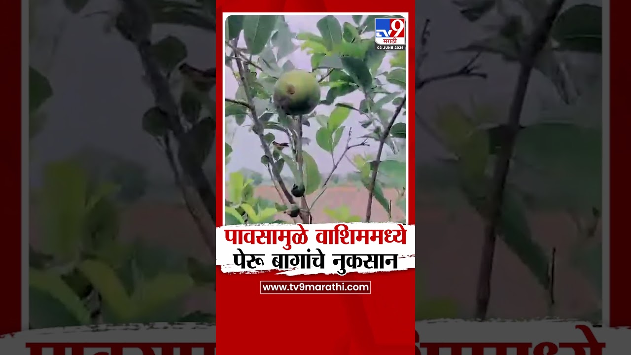 Washim Rain Loss | पावसामुळे वाशिममध्ये पेरू बागांचे नुकसान
