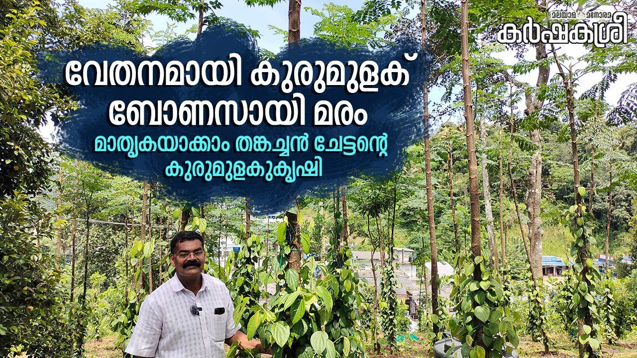 വേതനമായി കുരുമുളക്, ബോണസായി മരം; മാതൃകയാക്കാം തങ്കച്ചൻ ചേട്ടന്റെ കുരുമുളകുകൃഷി | Karshakasree